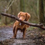 dog with log